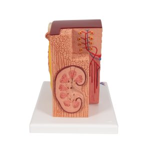 Micro-Anatomie van de Nier