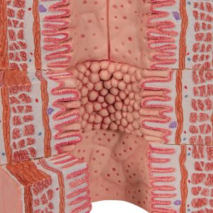 Spijsverteringsysteem, micro-anatomie