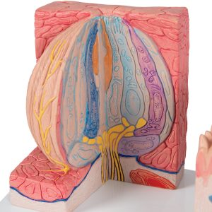 Tong micro-anatomie model