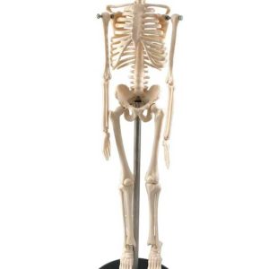 Mini Skelet Model 42 cm