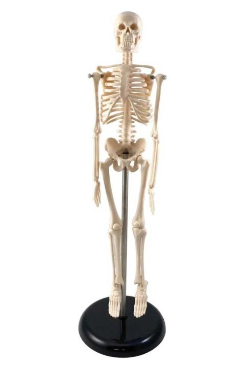 Mini Skelet Model 42 cm