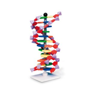 Mini DNA Model Dubbele Helix