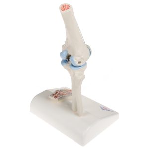 Mini knie met doorsnede, beweegbaar