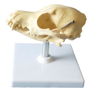 Mini Schedel Hond