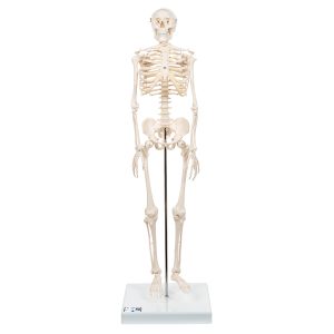 Mini Skelet op Voetstuk