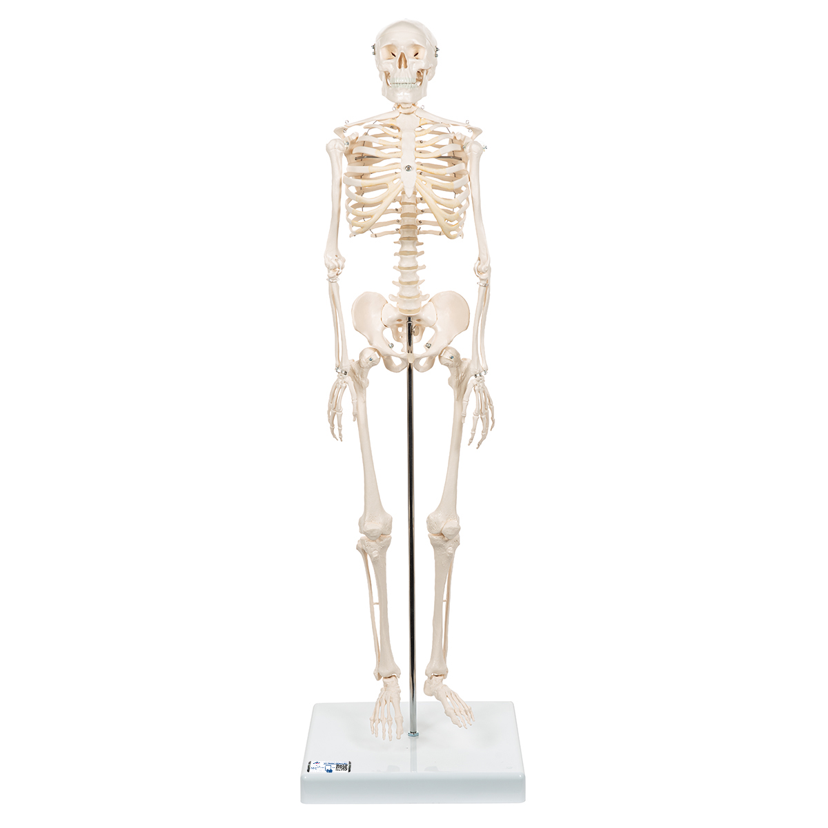 Mini Skelet op Voetstuk