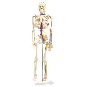Mini Skelet Model met Zenuwen en Bloedvaten