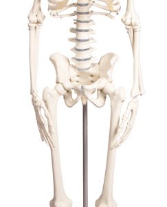 Flexibel 80 cm skelet