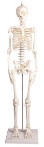 Flexibel 80 cm skelet