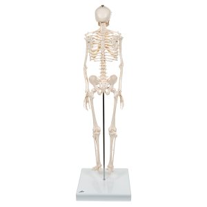 Mini Skelet op Voetstuk
