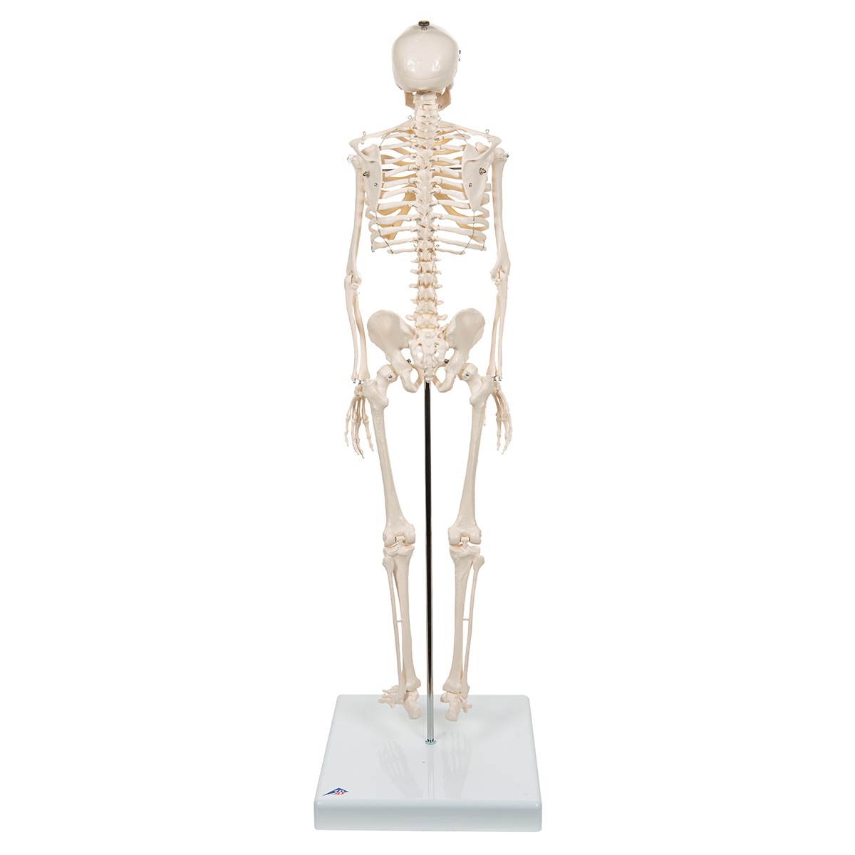 Mini Skelet op Voetstuk