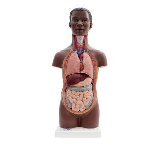 Mini Torso, 12-delig