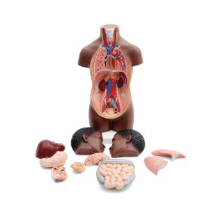 Mini Torso, 12-delig