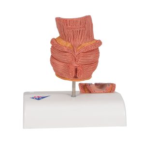 Aambei model