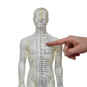 Acupunctuurmodel 60 cm