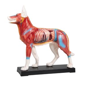 Acupunctuur Model Hond