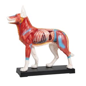 Acupunctuur Model Hond