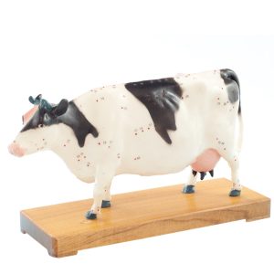 Acupunctuur Model Koe