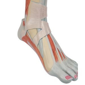 Spiermodel Onderbeen met knie, 3-delig