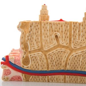 MicroAnatomie Botstructuur, 80x vergroot