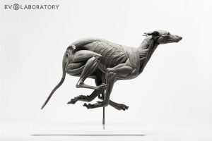 Anatomisch Model Hond Deluxe