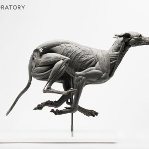 Anatomisch Model Hond Deluxe