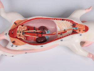 Rat Dissectie Model