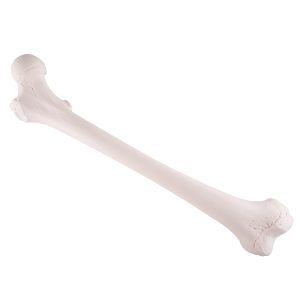 Femur Model