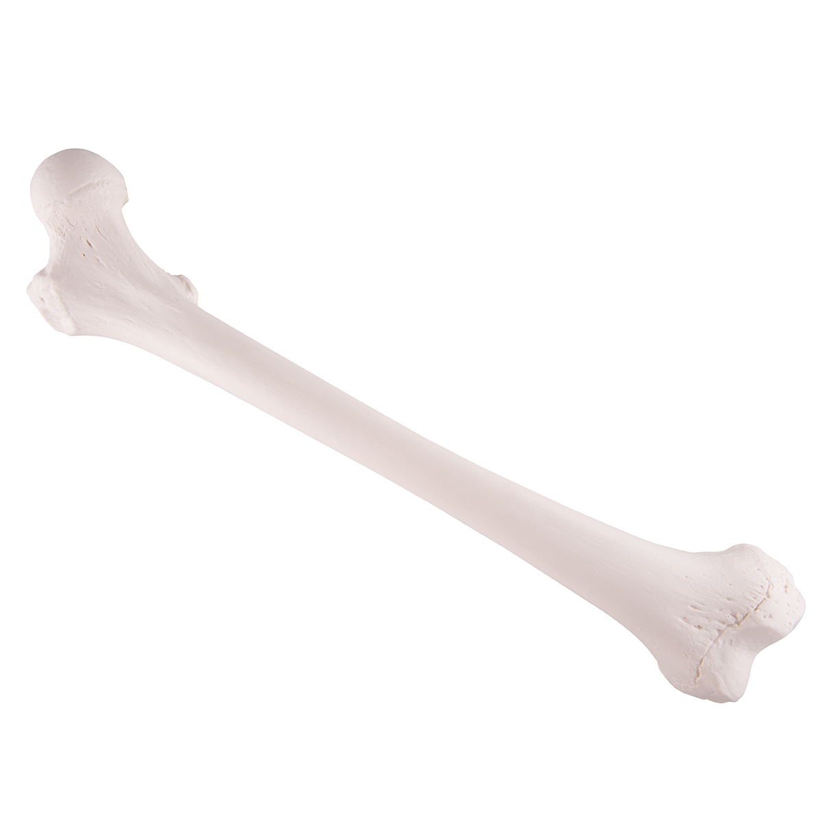 Femur Model