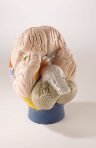 Functionele Hersenzones Model