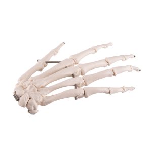 Handskelet