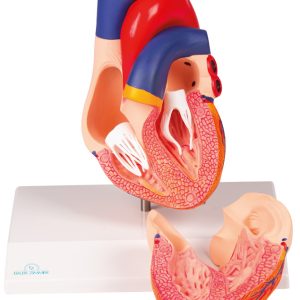 Hartmodel met infokaart