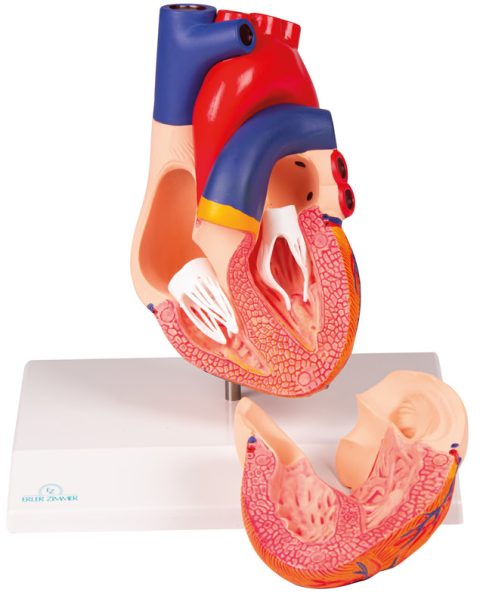 Hartmodel met infokaart