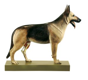 Herdershond Model