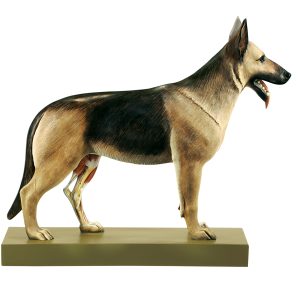 Herdershond Model