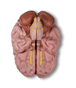 Anatomisch Model Hersenen, 5-delig