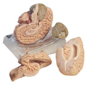 Anatomie Model Hersenen, 4-delig