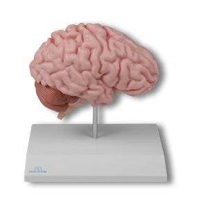 Hersenhelft Model