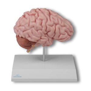 Hersenhelft Model