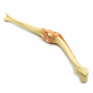 Hond Kniegewricht Model