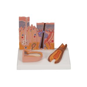 Huid, haar & nagel model