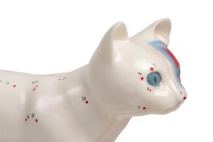 Acupunctuur Model Kat