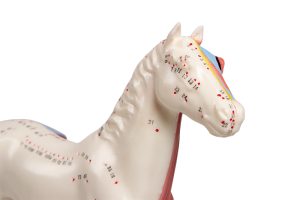 Acupunctuur Model Paard