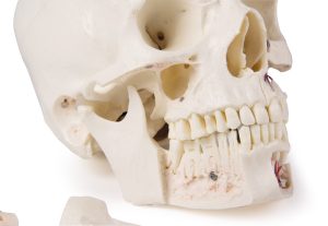 Anatomie Model Schedel Deluxe, 14-delig