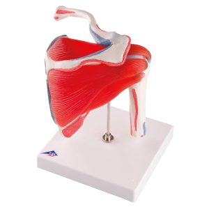 Schoudermodel met afneembare spieren
