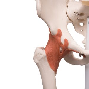 Skeletmodel met Ligamenten