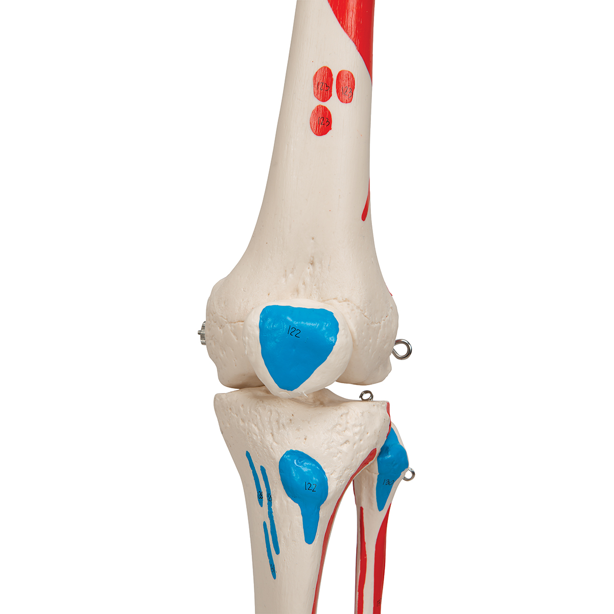 Skelet met Spieraanduiding, 170 cm