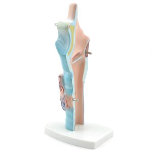 Anatomisch Model Strottenhoofd, Budget