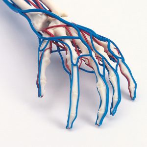Vasculair Arm Model