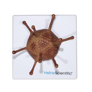 Virus Modellen Set